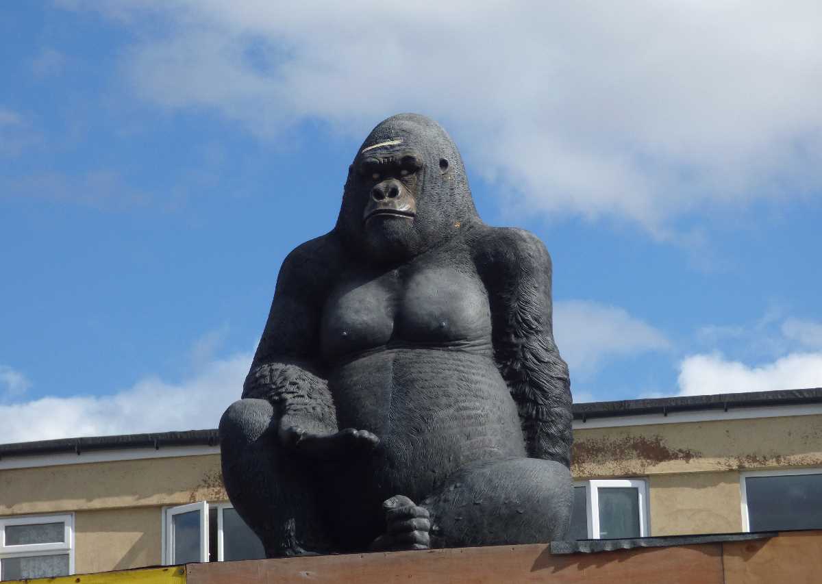 Stirchley Gorilla - A Birmingham Gem!